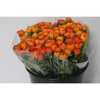 Freshy Ranunculus Eleg X50 Orange
