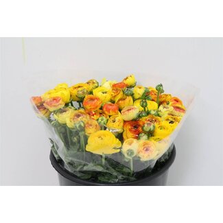 Freshy Ranunculus Eleg X50 Stripe Geel