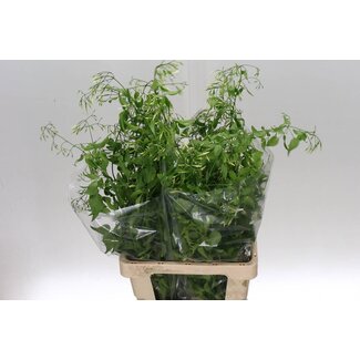 Freshy Jasminum (p. bos)