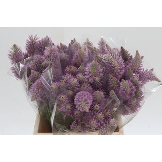 Freshy Ptilotus Exaltatus 40cm