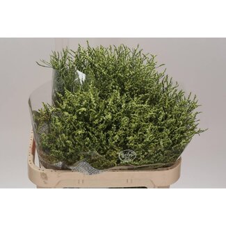 Freshy Limonium Sin China Lemon