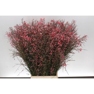 Freshy Ginster Red 400gr (p. bos)