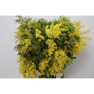 Freshy Mimosa Mirandol 500gr Large (p. bos)
