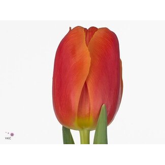Freshy Tulp dubbel Icoon