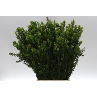 Freshy Myrtus Tarantino 250gr (p. bos)