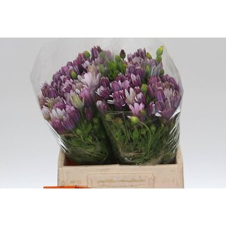 Freshy Dimorphotheca White