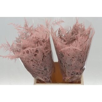 Freshy Asparagus Kort Apricot