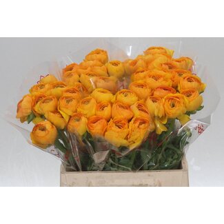 Freshy Ranunculus Cloony L X10 Gia