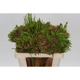 Freshy Brunnera Berz Strawberry