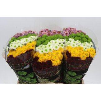 Freshy Chrysant santini Pompon Gemengd in Bos