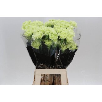 Freshy Anjer Lang jungle Green