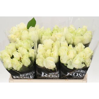 Freshy Rosa Avalanche Bergenia