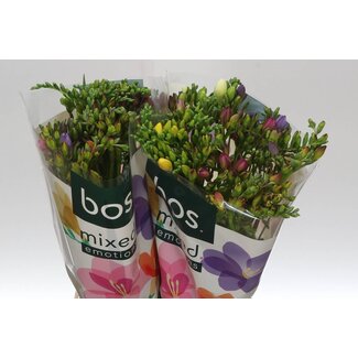 Freshy Freesia enkel Gemengd X 10 5 Kleur