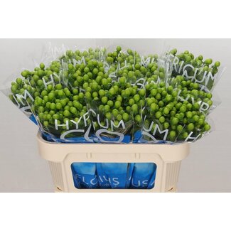 Freshy Hypericum Coco Bamboo