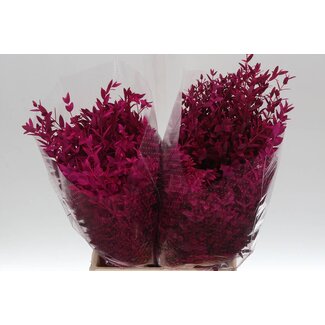 Freshy Eucalyptus Parvi Col Pink 150gr Short (p. bos)