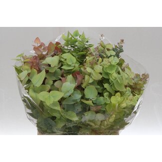 Freshy Eucalyptus Stuart Nature 150gr (p. bos)