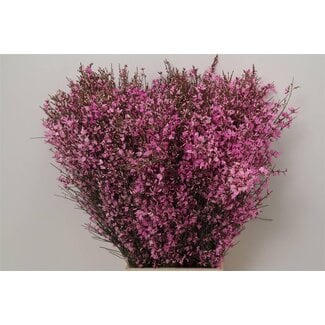 Freshy Ginster Cerise 400gr (p. bos)