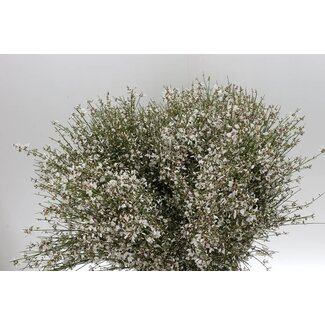 Freshy Ginster White 400gr (p. bos)