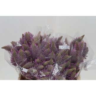 Freshy Ptilotus Exaltatus 30cm