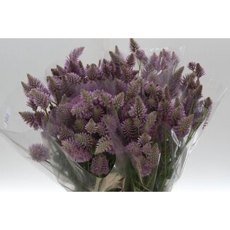 Freshy Ptilotus Exaltatus 50cm