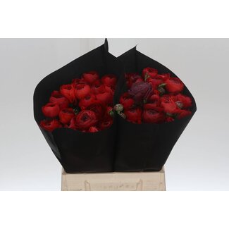 Freshy Ranunculus Eleg Super x25 Red