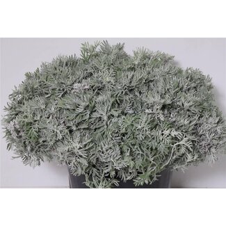 Freshy Cineraria | Kleur: Grijs Groen | Lengte ± 50 centimeter | Per 5 bossen
