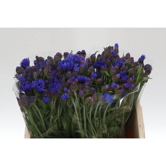 Freshy Centaurea Blue