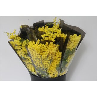 Freshy Mimosa Mirandol 150gr (p. bos)