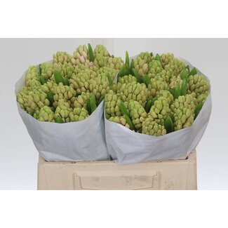 Freshy Hyacinth Fondant