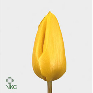 Freshy Tulp enkel Geel Flight