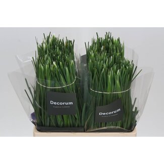 Freshy Iris Casablanca