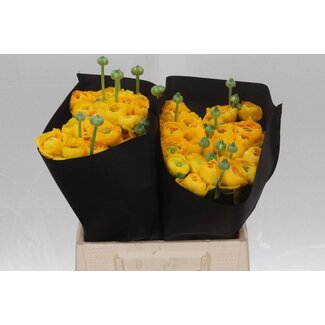 Freshy Ranunculus Eleg Super x25 Geel
