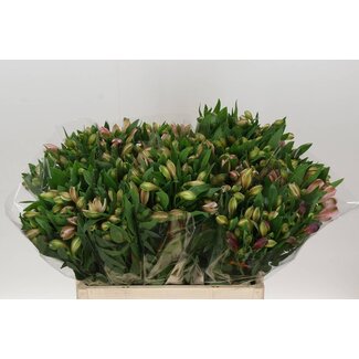 Freshy Alst.kort Pink Floyd