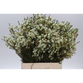 Freshy Chamelaucium Me Sirius