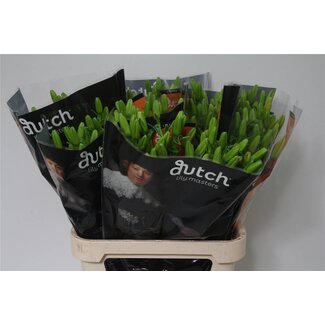 Freshy Lelie Longi x Aziatic Aqua Twinlife Orange