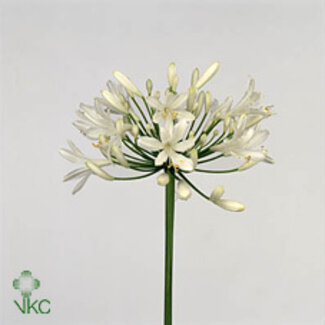 Freshy Agapanthus Bianca Perla