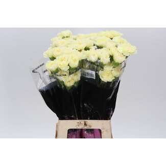 Freshy Anjer Lang Polimia