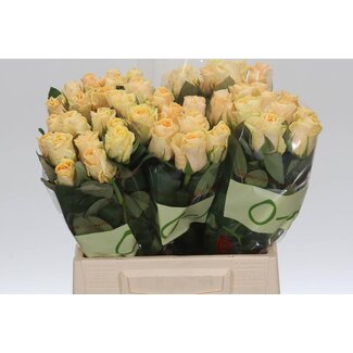 Freshy Rosa Peach Tacazzi