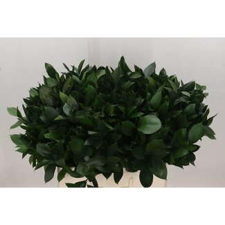 Freshy Ruscus Hypophyllum