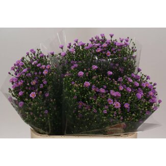 Freshy Aster Nb Casarosa