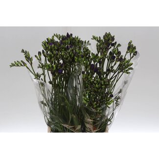 Freshy Freesia dubbel Blue Bayou