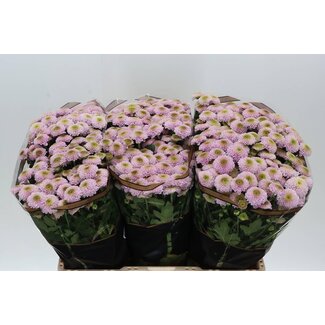 Freshy Chrysant santini Doria Pink