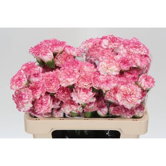 Freshy Anjer Kort Komachi