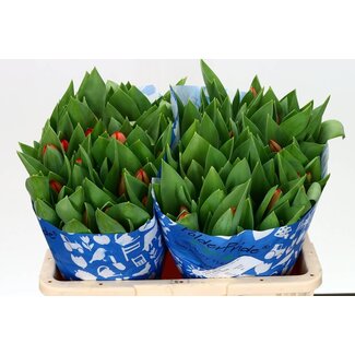 Freshy Tulp enkel Ad Rem
