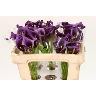 Freshy Zantedeschia Paco