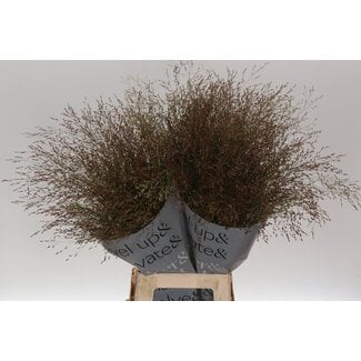 Freshy Panic Vi Warrior