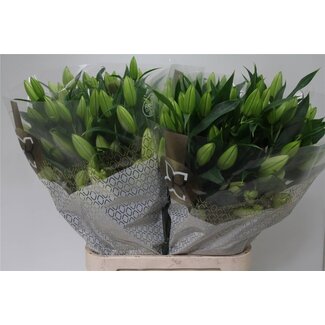 Freshy Lelie Oriental Aqua Signum