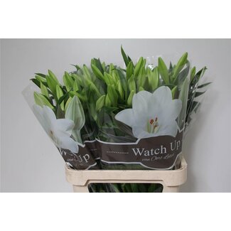 Freshy Lelie Longi Aqua Watch Up 2 Bloem