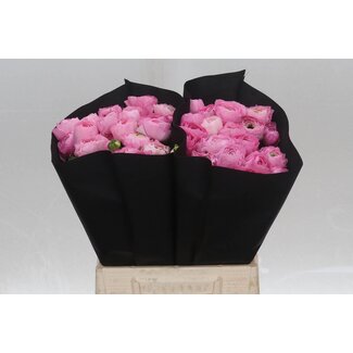 Freshy Ranunculus Eleg Super x25 Pink