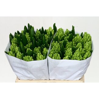 Freshy Hyacinth Top White